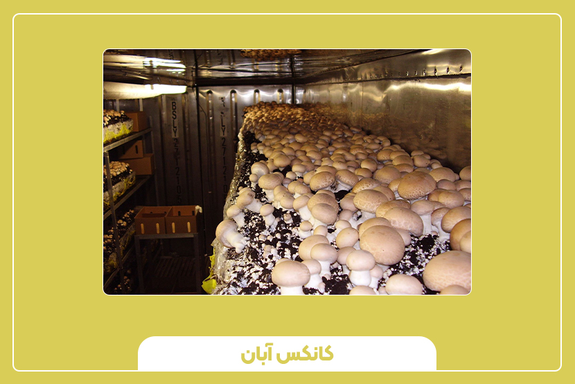 کانکس پرورش قارچ