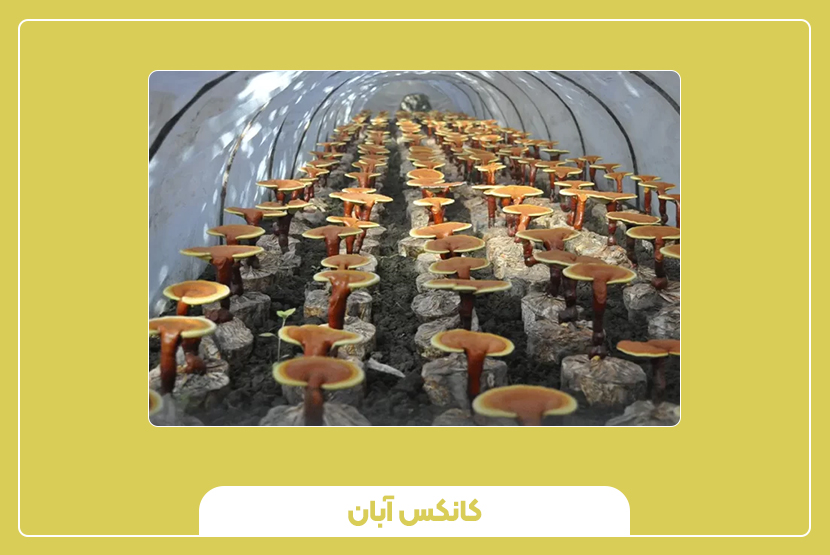 کانکس پرورش قارچ